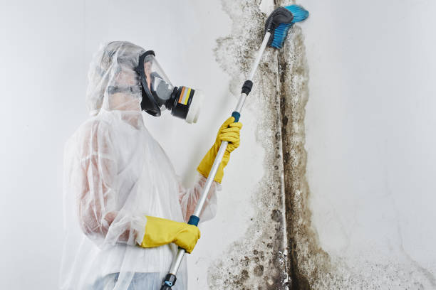 Best Commercial Mold Removal  in Lost Hills, CA
