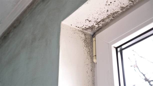Best Emergency Mold Removal  in Lost Hills, CA
