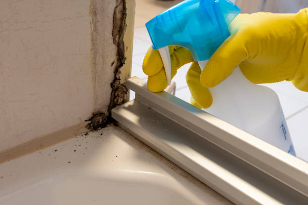 Best Certified Mold Removal  in Lost Hills, CA