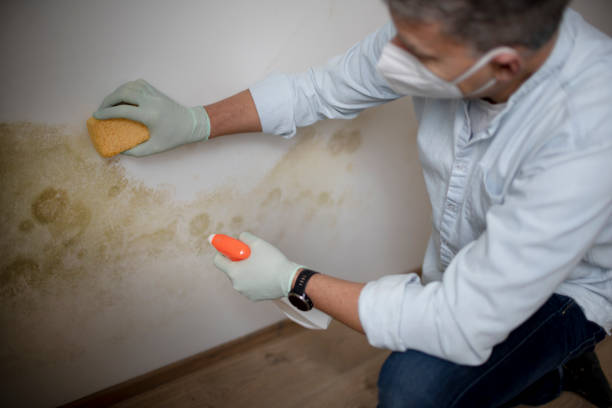 Reliable Lost Hills, CA Mold Removal Solutions