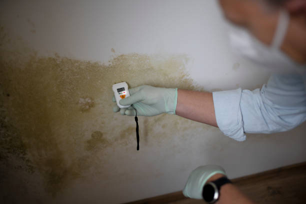 Best Black Mold Removal  in Lost Hills, CA