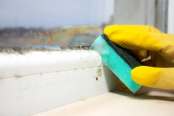 Best Office Mold Removal Services  in Lost Hills, CA
