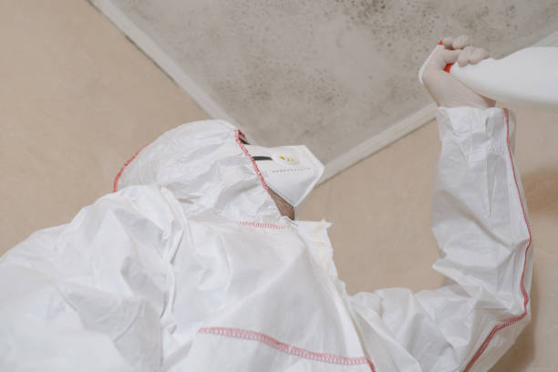 Trusted Lost Hills, CA Mold Removal Experts