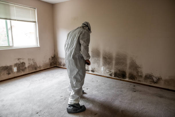Best Best Mold Removal Companies  in Lost Hills, CA