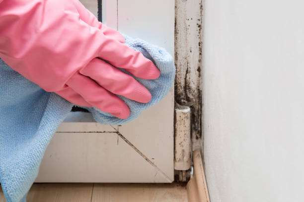 Mold Removal and Inspection in Lost Hills, CA