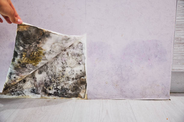 Best Attic Mold Removal  in Lost Hills, CA